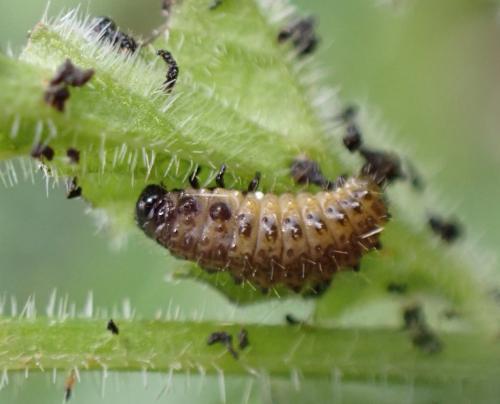 Réf. 292 730 : Phaedon tumidulus